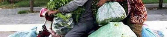 لا أظنهم سيحتاجون لشراء اي خضروات مجددا في الالفية القادمة 26 523