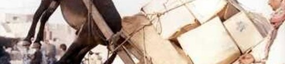 بالفيديو.. شاهد ماذا حدث لحمار جعله صاحبه يدخن «الحشيش» 10 524