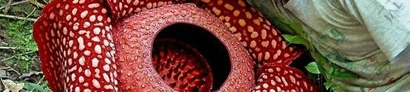 كيف تجذب النباتات "المفترسة" الحشرات إليها؟ 10 530