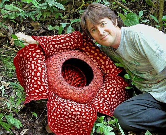 كيف تجذب النباتات "المفترسة" الحشرات إليها؟ 1 530