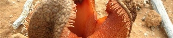 أغرب عشرة نباتات في العالم: نبات هيدنورا أفريكانا Hydnora Africana: تنمو هذه النبتة الغريبة تحت الأرض ولا يظهر منها سوى هذه الزهرة المرعبة 10 531