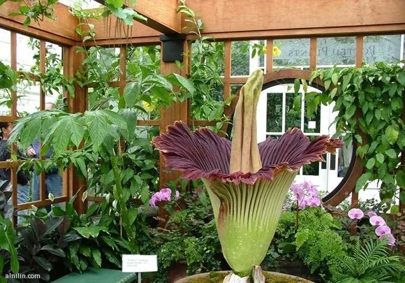 536
