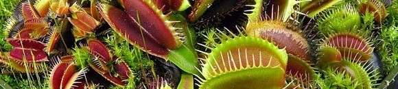 أغرب عشرة نباتات في العالم: نبات الديونيا Dionaea muscipula 10 538