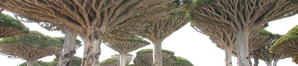 أغرب عشرة نباتات في العالم: شجرة دم التنين Cinnabari Dracaena 26 539