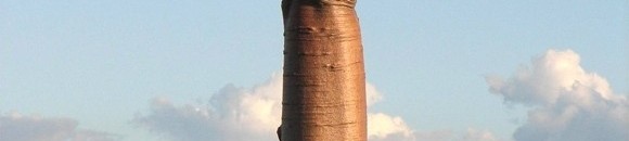 أغرب عشرة نباتات في العالم: شجرة باوباب Baobab: طول هذه الشجرة العجيبة الشكل يصل لـ30 متراً، بمحيط جذر يصل لـ12 متر!! 26 540