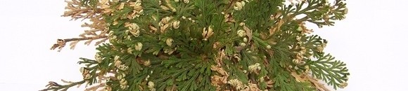 أغرب عشرة نباتات في العالم: نبات البعث أو الإفاقة Selaginella lepidophylla 10 541