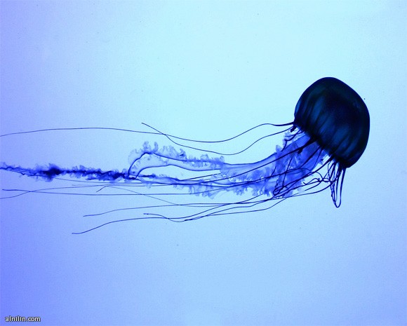 ما التأثير العلمي للدغة قنديل البحر "Jellyfish"؟ 1 560