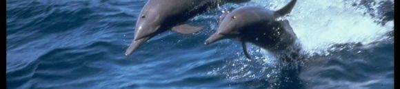 مطلوب دلافين لمهام عسكرية 10 618