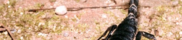 نجاة فتاة من لدغة عقرب تسللت إليها من طلب "ديلفري" 10 630