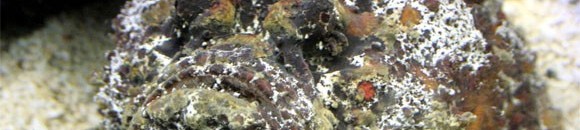 أخطر 10 مخلوقات في العالم -السمك الحجرى Stone fish 26 631