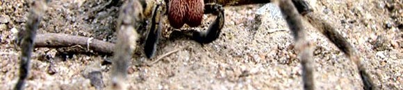 العلم يحل "لغز" قوة شباك العنكبوت 10 632