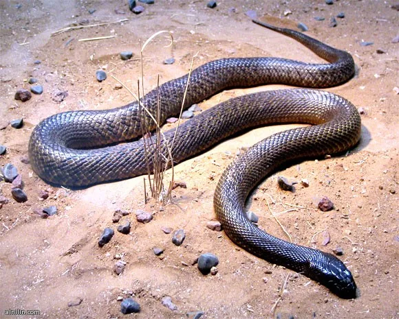 633