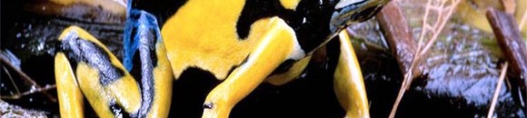 بالفيديو .. رغم شكلها الجميل .. لا تقترب من هذه الحيوانات! 10 634