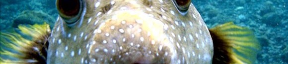 القصة الحقيقية التي أدت لظهور "الفك المفترس" 10 635