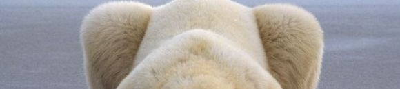 السلطات الكندية تقتل 9 دببة بسبب القمامة 10 639