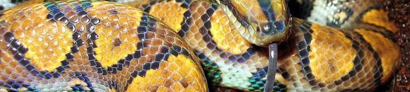 لدغ ثعبان سامّ طفلًا وحاول خالُه إنقاذه فماتا معًا 10 649