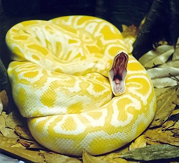 650