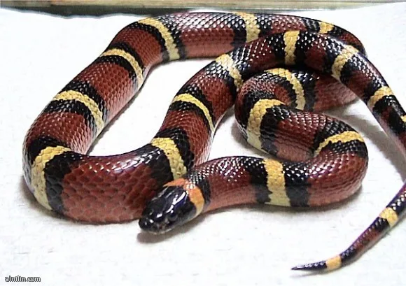 651