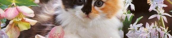 صورة قطة أنيقة - وسط الزهور متصور 26 672