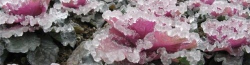 جمال الورد وبياض الثلج 26 712