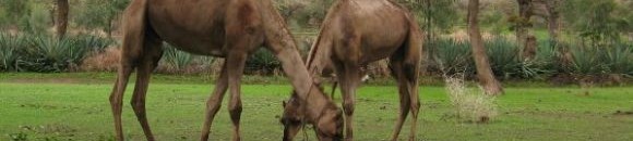 جبل مره :سحر الطبيعة وبوابة السودان السياحية 10 714