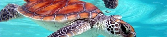 العلماء يبحثون عن وحش بحيرة لوخ "نس" عن طريق الحمض النووي هل يكون فضائيآ؟؟ 10 720