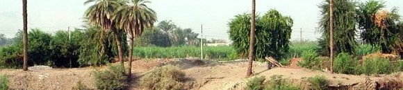 والي الشمالية:حريصون على تطوير القطاع الزراعي 10 732