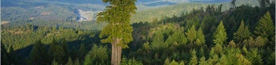 أطول شجرة في العالم - طولها 300 متر وعمرها 1300 عام - تقع في ولاية كاليفورنيا 26 765