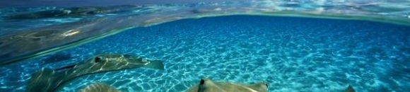 زوج من اللاسع تحت سطح مياه الأرخبيل توياماتو بويلينيزيا - فرنسا 26 799