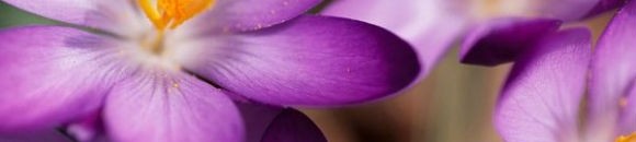 ازهار ارجوانية 26 820