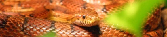 بالفيديو .. ما حدث لأمريكي بعد 4 لدغات سامة من مومبا سوداء 10 825