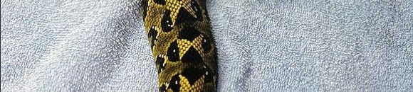 بالفيديو.. رد فعل خليجي وجد ثعبانا أثناء جلوسه مع أصدقائه 10 836