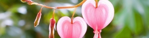 زهرة القلب النازف - اكتسبت هذا الاسم من شكلها الشبيه بقلب تتساقط منه نقاط بلون الدم، وتأتي بثلاثة ألوان هي الوردي والأحمر والأبيض 26 858