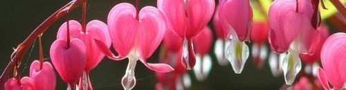 زهرة القلب النازف - اسيا الغربية 26 859