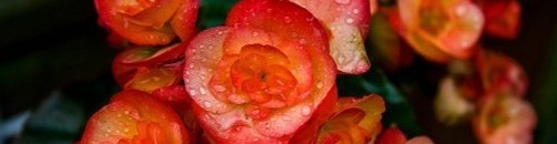 زهرة البيجونيا - امريكا الجنوبية 10 860