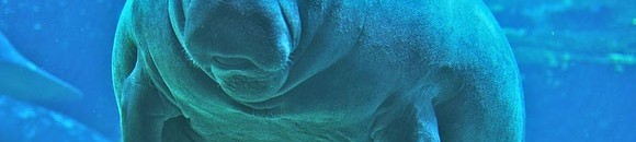 خروف البحر - سواحل امريكا الشمالية 26 862