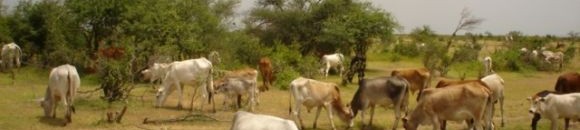 اكتشاف علمي لعدد من الباحثين من بينهم سوداني يفتح آفاقاً جديدة لمستقبل الإنتاج الحيواني في السودان 10 877