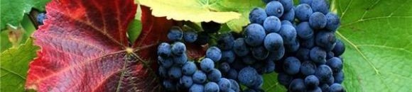 بيع عنقود عنب من 30 حبة بـ 10900 دولار 10 929