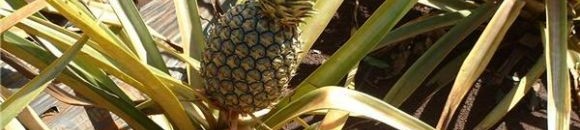 شجرة الاناناس 10 932