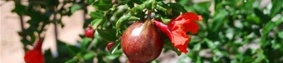 شجرة الرمان 26 933