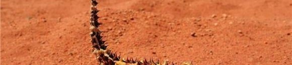 حيوان يهدد الزواحف بالإنقراض 10 934