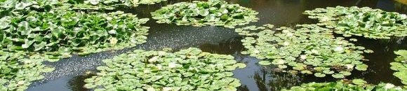 حدائق الماجوريل بمراكش 26 950